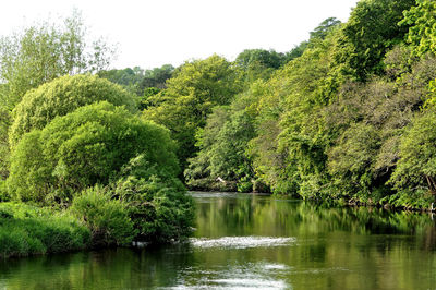 Scenic view of lake in forest against sky