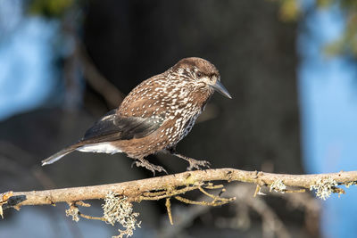 Close-up of bird perching on branch