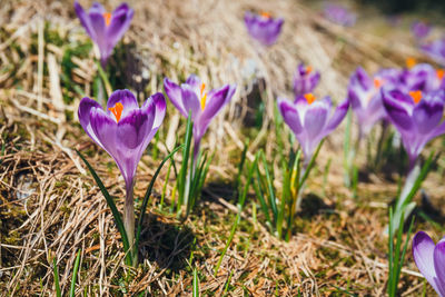 Close-up of purple crocus flowers on field