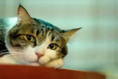 Close-up portrait of cat