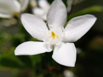 Close-up of white flower blooming outdoors