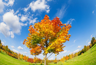Autumn tree on field against sky