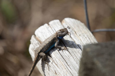 Close-up of lizard on wood