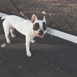 Portrait of a french bulldog