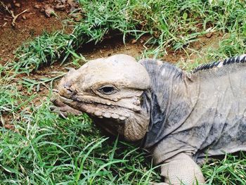 Close-up of animals on grassy field