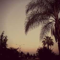 Low angle view of palm trees against sky