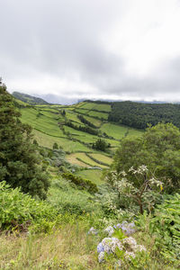 Scenic view of field against sky