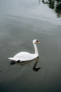 Swan swimming in lake