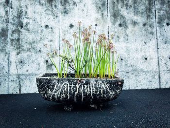 Close-up of potted plant