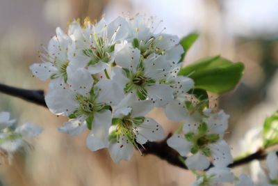 Close-up of white flowering plant