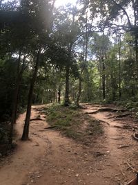 Dirt road amidst trees in forest