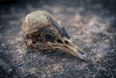 Close-up of animal skull