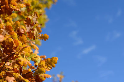 Low angle view of flowering plant against blue sky