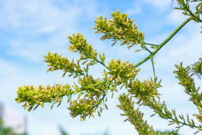 Low angle view of flowering plant against sky