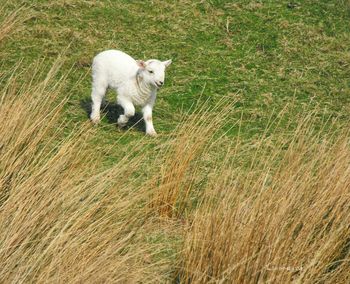 Cat relaxing on grassy field