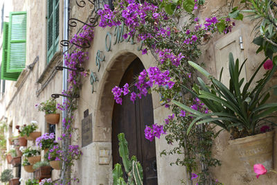 Purple flowering plants on window of building