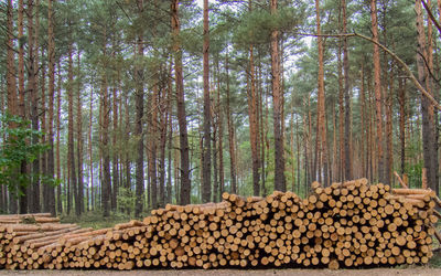 Stack of logs in forest