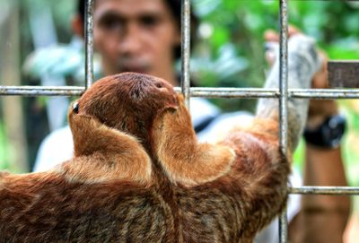 Rear view of sloth in cage at zoo