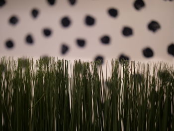 Full frame shot of plants growing on field