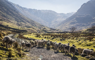 View of sheep on field