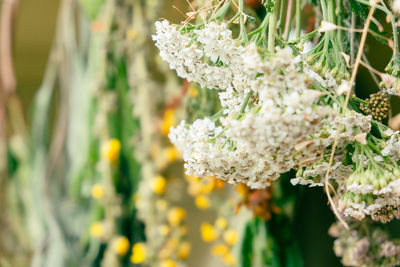 Close-up of white flowering plant