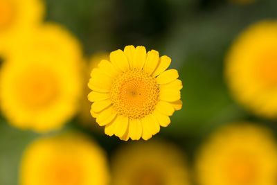 Close-up of yellow flowering plant