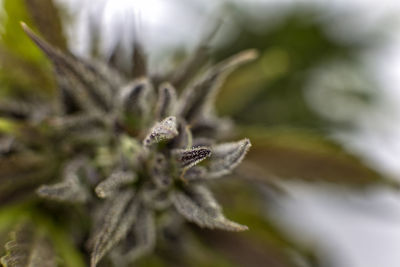 Close-up of frozen flower
