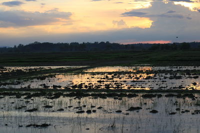 Scenic view of agricultural field against sky during sunset