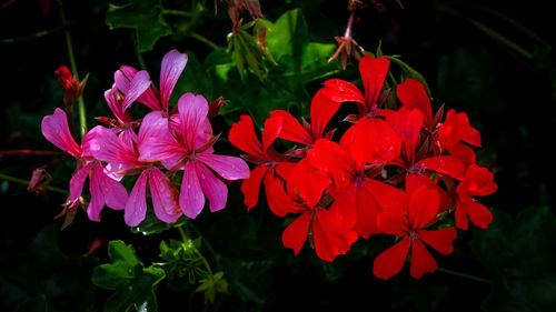 Close-up of pink flowering plants