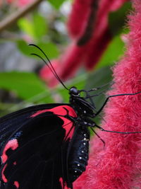 Close-up of butterfly on flower