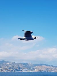 Airplane flying over blue sky