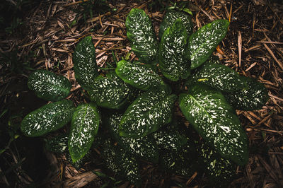 High angle view of vegetables