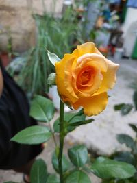 Close-up of yellow rose