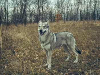 Portrait of dog standing on field