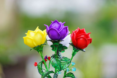 Close-up of red rose