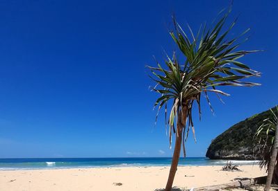 Palm tree on beach against clear blue sky