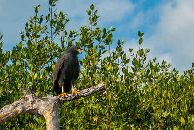 Low angle view of bird perching on tree against sky