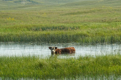 Horse in a lake