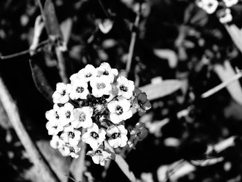 Close-up of fresh white flowers blooming outdoors