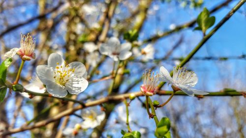 Close-up of white flowers blooming in park