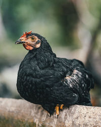 Chicken close up on compost field at permaculture farm