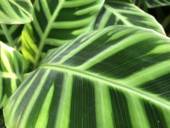 Close-up of green leaves