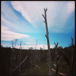 Bare trees on field against cloudy sky