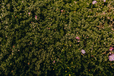 High angle view of flowering plants on land