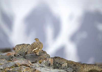 Close-up of bird perching on rock