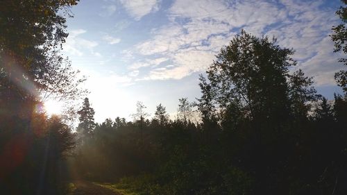 Sun shining through trees