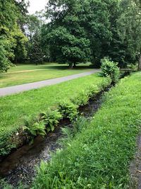 Grass in park