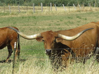 Cow on field