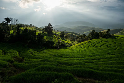 Scenic view of agricultural field against sky