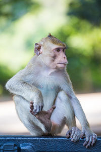 Monkeys sitting on looking away